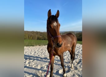Duits sportpaard, Ruin, 7 Jaar, 172 cm, Bruin