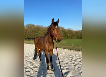 Duits sportpaard, Ruin, 7 Jaar, 172 cm, Bruin