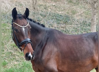 Duits sportpaard, Ruin, 7 Jaar, 172 cm, Donkerbruin