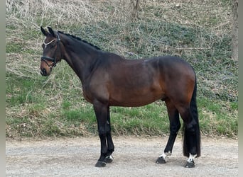 Duits sportpaard, Ruin, 7 Jaar, 172 cm, Donkerbruin