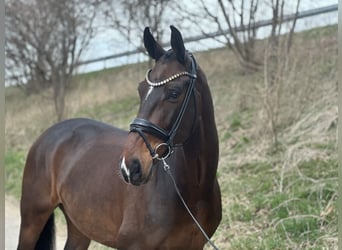 Duits sportpaard, Ruin, 7 Jaar, 172 cm, Donkerbruin