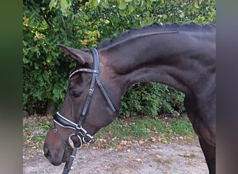 Duits sportpaard, Ruin, 7 Jaar, 172 cm, Donkerbruin