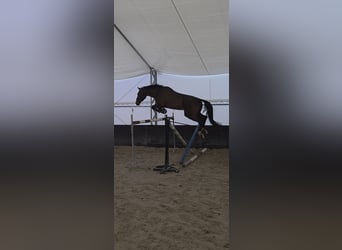Duits sportpaard, Ruin, 7 Jaar, 172 cm, Donkerbruin