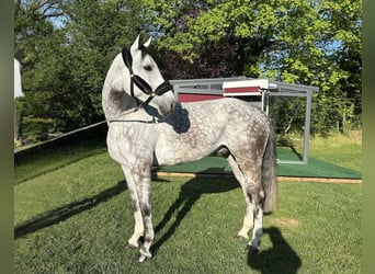 Duits sportpaard, Ruin, 7 Jaar, 173 cm, Schimmel