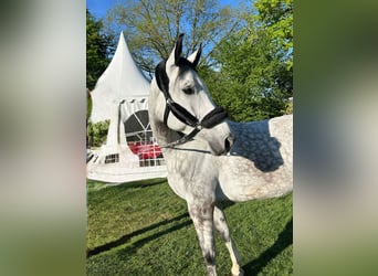Duits sportpaard, Ruin, 7 Jaar, 173 cm, Schimmel