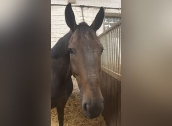 Duits sportpaard, Ruin, 7 Jaar, 174 cm, Bruin