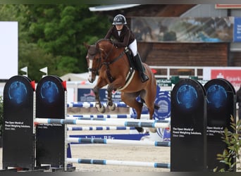 Duits sportpaard, Ruin, 7 Jaar, 174 cm, Bruin