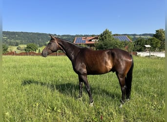 Duits sportpaard, Ruin, 7 Jaar, 174 cm, Donkerbruin