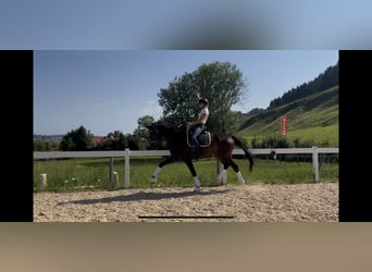 Duits sportpaard, Ruin, 7 Jaar, 174 cm, Donkerbruin