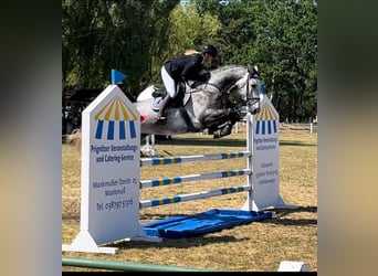 Duits sportpaard, Ruin, 7 Jaar, 174 cm, Schimmel