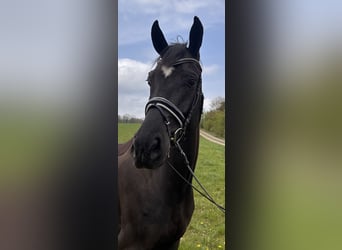 Duits sportpaard, Ruin, 7 Jaar, 174 cm, Zwart