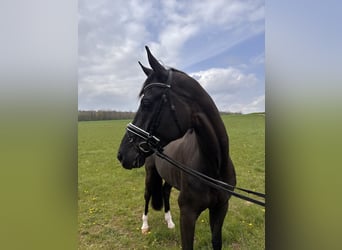 Duits sportpaard, Ruin, 7 Jaar, 174 cm, Zwart