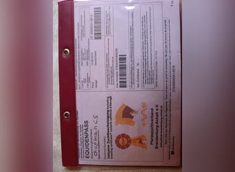 Duits sportpaard, Ruin, 7 Jaar, 175 cm, Bruin