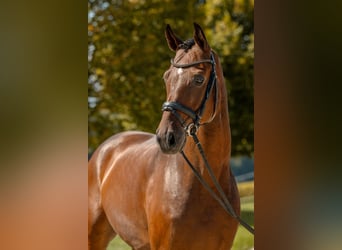 Duits sportpaard, Ruin, 7 Jaar, 178 cm, Bruin