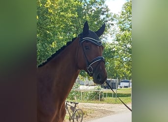 Duits sportpaard, Ruin, 7 Jaar, 179 cm, Bruin