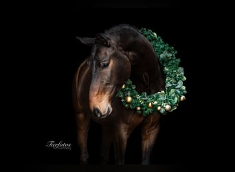 Duits sportpaard, Ruin, 7 Jaar, 180 cm, Zwartbruin