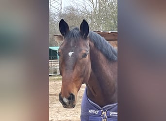 Duits sportpaard, Ruin, 7 Jaar, 182 cm, Bruin