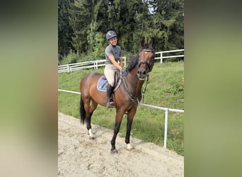 Duits sportpaard, Ruin, 8 Jaar, 167 cm, Bruin