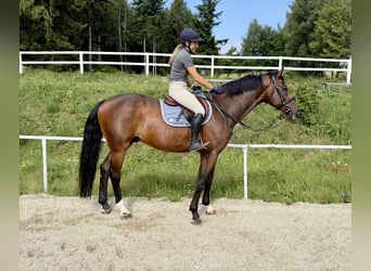 Duits sportpaard, Ruin, 8 Jaar, 167 cm, Bruin