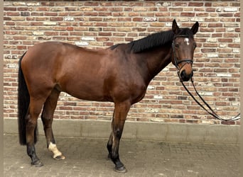 Duits sportpaard, Ruin, 8 Jaar, 168 cm, Donkerbruin