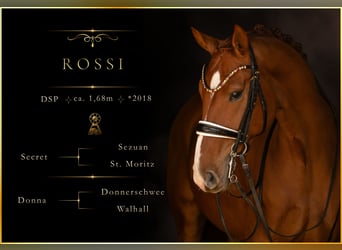 Duits sportpaard, Ruin, 8 Jaar, 168 cm, Vos