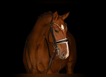 Duits sportpaard, Ruin, 8 Jaar, 168 cm, Vos