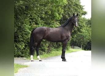 Duits sportpaard, Ruin, 8 Jaar, 168 cm, Zwart