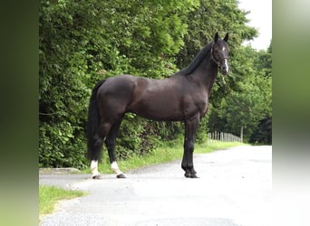 Duits sportpaard, Ruin, 8 Jaar, 168 cm, Zwart