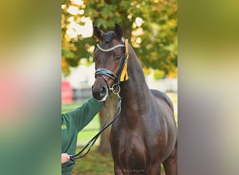 Duits sportpaard, Ruin, 8 Jaar, 169 cm, Bruin