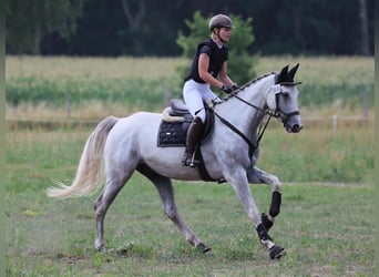 Duits sportpaard, Ruin, 8 Jaar, 170 cm, Schimmel