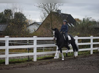 Duits sportpaard, Ruin, 8 Jaar, 170 cm, Zwart