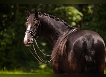 Duits sportpaard, Ruin, 8 Jaar, 171 cm, Zwart
