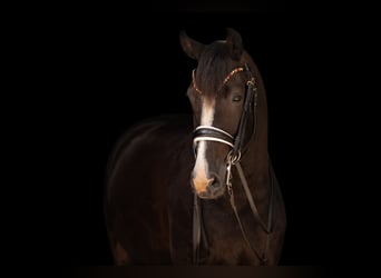 Duits sportpaard, Ruin, 8 Jaar, 171 cm, Zwart