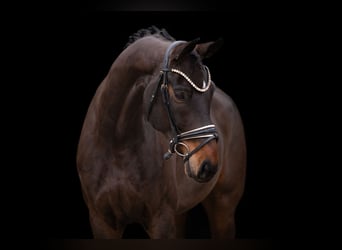 Duits sportpaard, Ruin, 8 Jaar, 172 cm, Donkerbruin