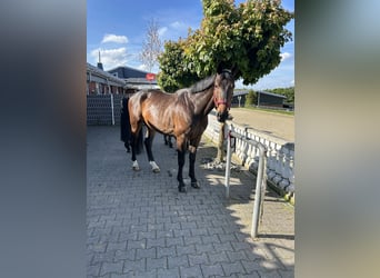 Deutsches Sportpferd, Wallach, 8 Jahre, 172 cm, Dunkelbrauner