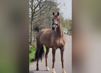 Duits sportpaard, Ruin, 8 Jaar, 172 cm, Donkere-vos