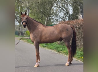 Duits sportpaard, Ruin, 8 Jaar, 172 cm, Donkere-vos