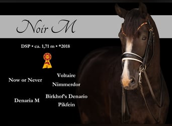 Duits sportpaard, Ruin, 8 Jaar, 172 cm, Zwart