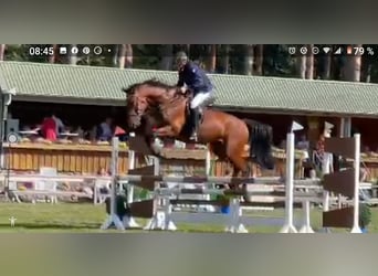 Duits sportpaard, Ruin, 8 Jaar, 173 cm, Brauner