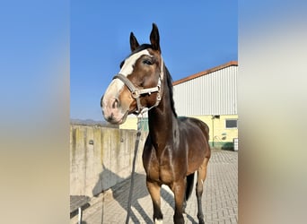 Duits sportpaard, Ruin, 8 Jaar, 173 cm, Donkerbruin
