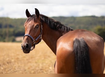 Duits sportpaard, Ruin, 8 Jaar, 173 cm, Donkerbruin