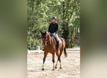 Duits sportpaard, Ruin, 8 Jaar, 175 cm, Bruin