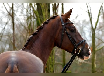 Duits sportpaard, Ruin, 8 Jaar, 176 cm, Donkere-vos