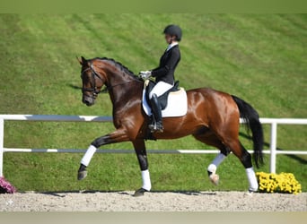 Duits sportpaard, Ruin, 8 Jaar, 178 cm, Donkerbruin