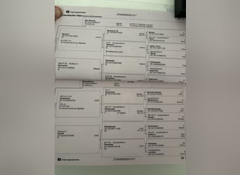 Duits sportpaard, Ruin, 8 Jaar, 178 cm, Donkerbruin
