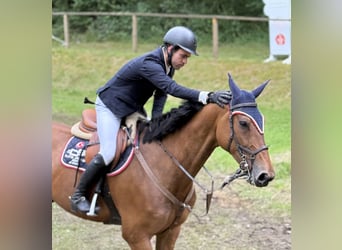 Duits sportpaard, Ruin, 8 Jaar, Bruin