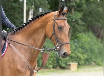 Duits sportpaard, Ruin, 8 Jaar, Bruin