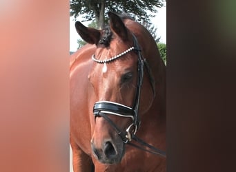 Duits sportpaard, Ruin, 9 Jaar, 162 cm, Bruin