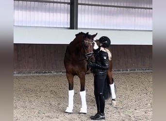 Duits sportpaard, Ruin, 9 Jaar, 162 cm, Bruin