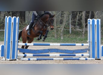 Duits sportpaard, Ruin, 9 Jaar, 163 cm, Donkerbruin